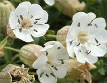 Hoa cũng biết vẫy khách